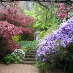 the summerhouse framed by wisteria maples  and rhododendrons