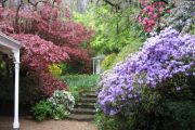 the summerhouse framed by wisteria maples  and rhododendrons