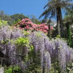 wisteria in full bloom