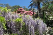 wisteria in full bloom