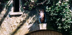 wynstay stables   horses head with inscription rwrichard wynne1890